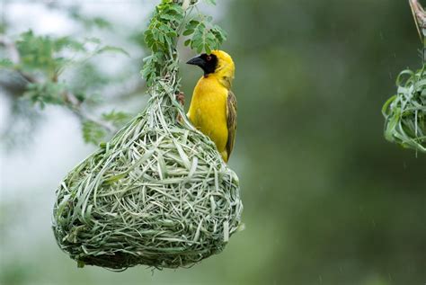 鸟在家筑巢